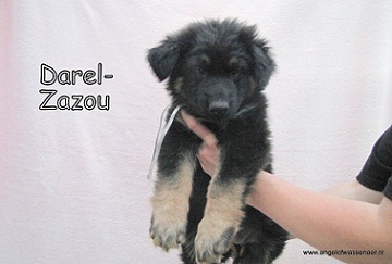 Darel-Zazou, ODH pup van 7 wk